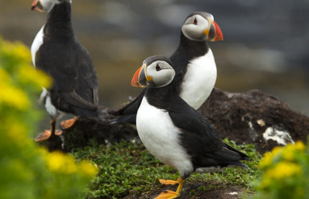 Welcome the Puffins Fundraiser Tour
