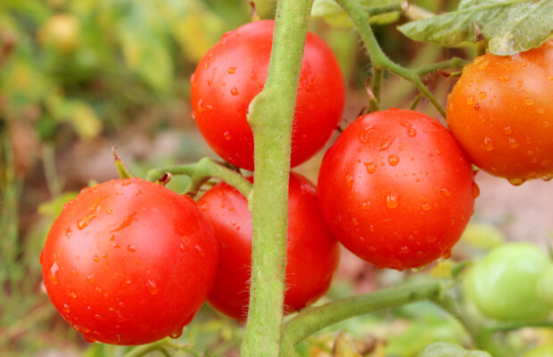 GREEN THUMB THURSDAY:  Tomato Time!!!