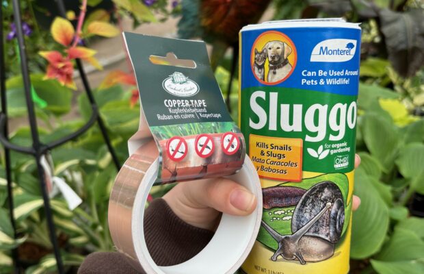 GREEN THUMB THURSDAY: What To Do About Slugs?