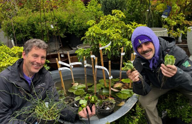 GREEN THUMB THURSDAY: Water Gardening