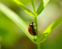 Buckets 'O Bugs at the Anacortes Library