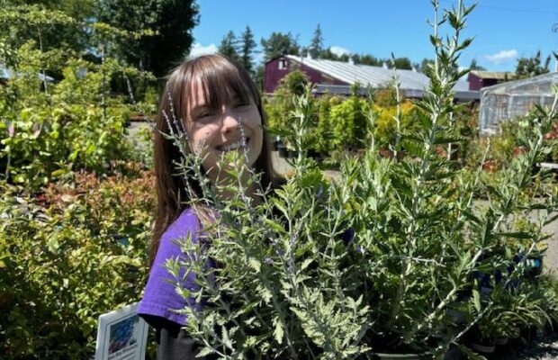GREEN THUMB THURSDAY: Russian Sage