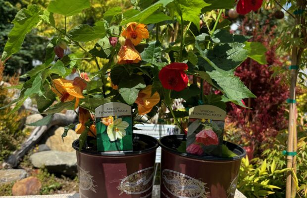 GREEN THUMB THURSDAY: Abuliton…or Flowering Maple