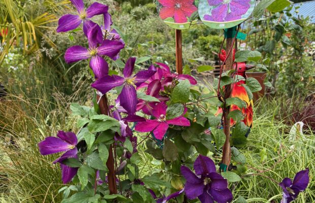 GREEN THUMB THURSDAY: Clematis, The Colorful Vine