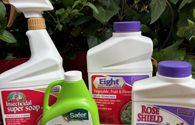 GREEN THUMB THURSDAY: Those Pesky Pests