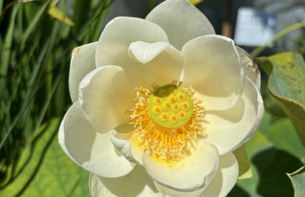 GREEN THUMB THURSDAY: Ponds and Water Plants!