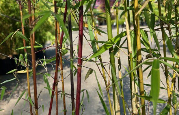 GREEN THUMB THURSDAY: Bamboo (and how to contain it)!