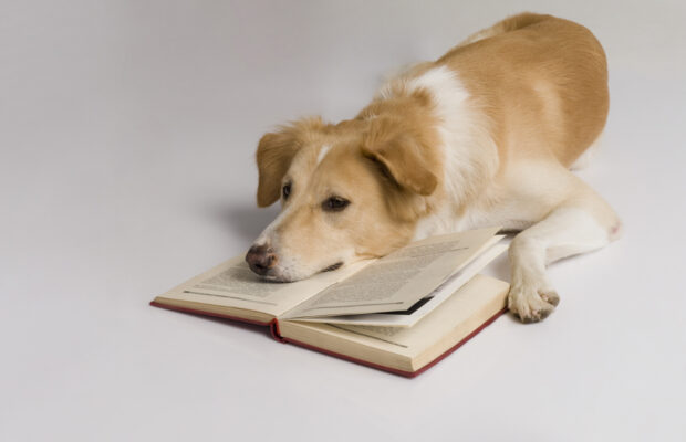 Read to a Dog
