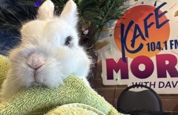 KAFE Kritter: Meet Mouse the Rabbit