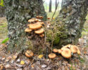 Introduction to the Mushrooms of Whatcom County