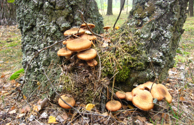 Introduction to the Mushrooms of Whatcom County