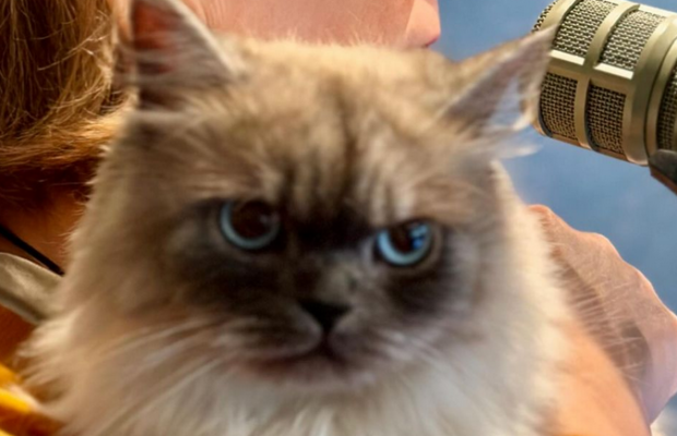 Sansa the perfect Instagram Cat