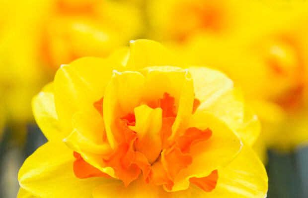 Daffodil Frolic Daffodil Frolic