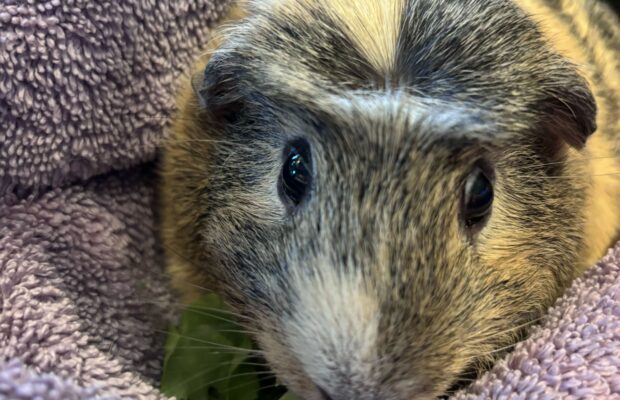 KAFE Kritter: Meet Dustin the Guinea Pig