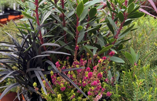 GREEN THUMB THURSDAY: Taking the Mystery Out of Heather