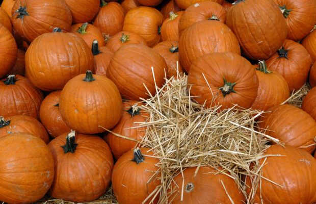 Frazier/Entrikin Farms Pumpkin Patch