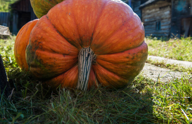 Gordon Skagit Farms Autumn Market Gordon Skagit Farms Autumn Market