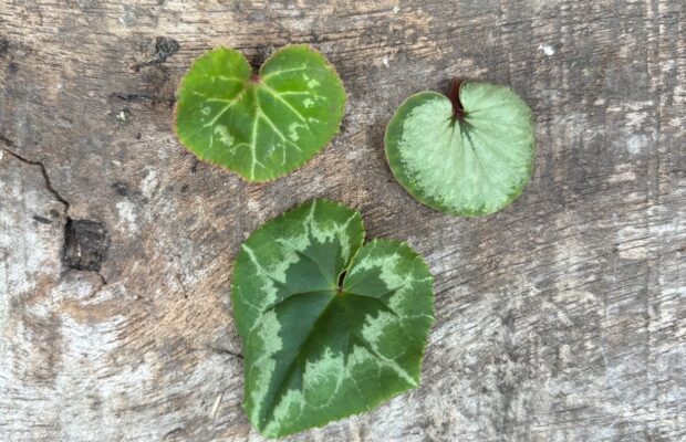 GREEN THUMB THURSDAY: What’s Cyclamen?
