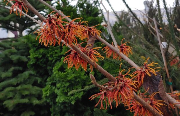 GREEN THUMB THURSDAY: Winter Blooms