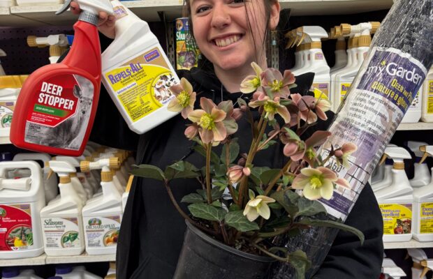 GREEN THUMB THURSDAY: Keeping the Deer Away