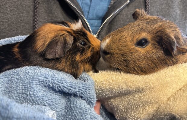 KAFE Kritters – Tiger & Beans, The Guinea Pig Brothers