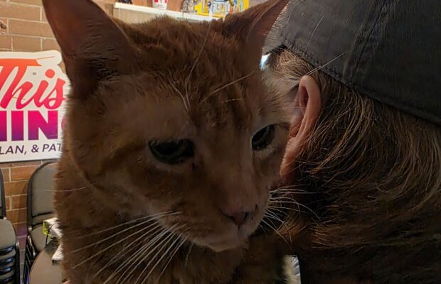 KAFE Kritters: Manny, the 12-year-old tabby