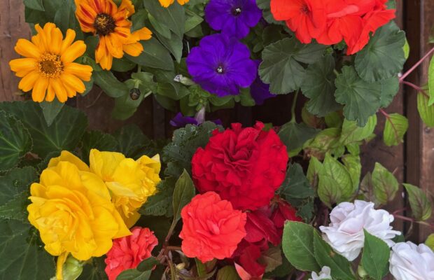 GREEN THUMB THURSDAY: The Brilliance of Annuals