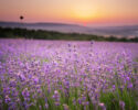 BLOOM FEST 2026 Lavender Festival