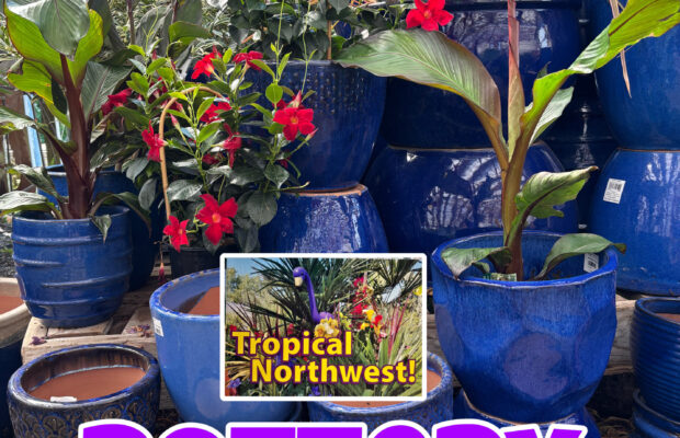 GREEN THUMB THURSDAY: Bring Bold, New Style to Your Garden