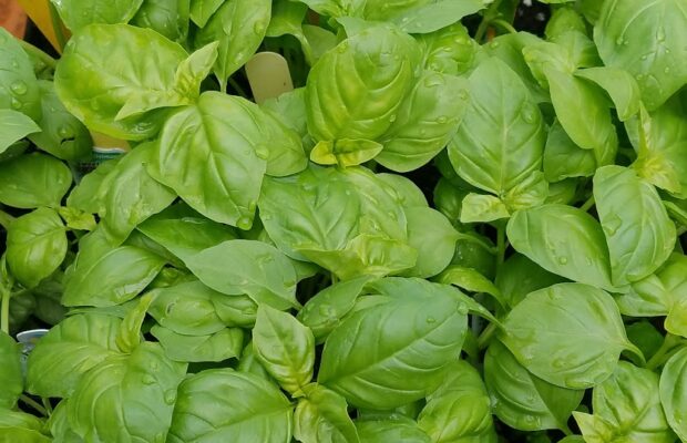 GREEN THUMB THURSDAY: Use Your Frequent Flower Points!