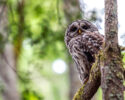 Wild Whatcom: Wild Things