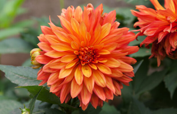 Whatcom County Dahlia Society Show