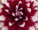 Whatcom County Dahlia Society Show