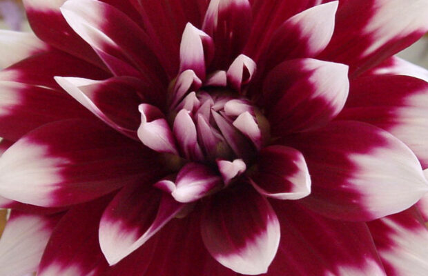 Whatcom County Dahlia Society Show