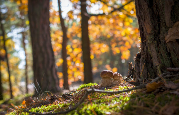 Wild Whatcom: Wild Things