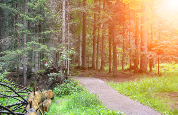 Wild Whatcom: Wild Things