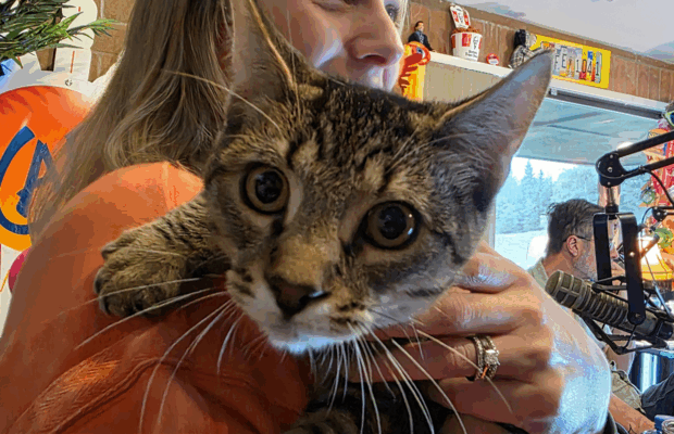 KAFE Kritter – Velociraptor, the 4-month-old kitten