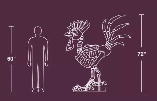 We need a chicken skeleton… obviously We need a chicken skeleton… obviously