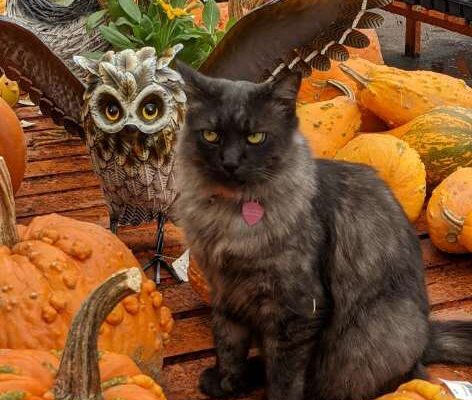 GREEN THUMB THURSDAY: Pumpkins!!!