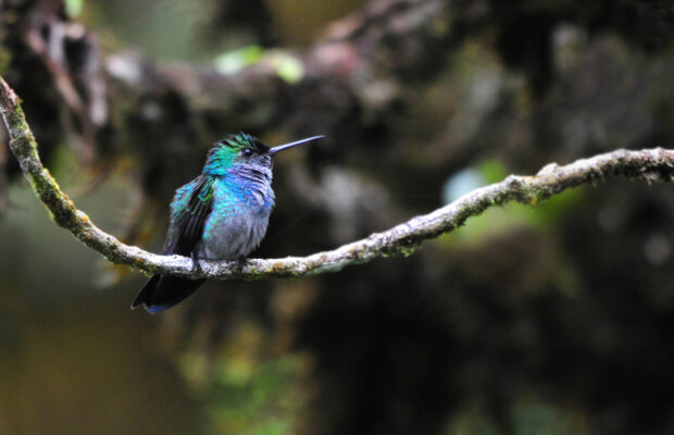 Birchwood Garden Club September Meeting