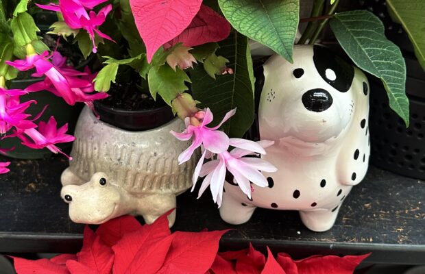 GREEN THUMB THURSDAY: Poinsettias & Christmas Cactus