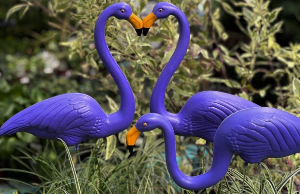 GREEN THUMB THURSDAY: Flamingle & Jingle GREEN THUMB THURSDAY: Flamingle & Jingle