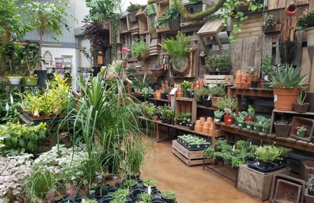 GREEN THUMB THURSDAY: Holiday Gratitude & A New Adventure GREEN THUMB THURSDAY: Holiday Gratitude & A New Adventure