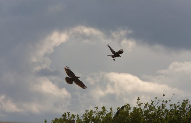 Skagit Valley Bird Show
