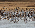 Snow Goose & Birding Festival