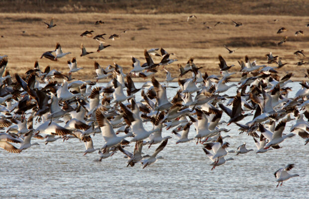 Snow Goose & Birding Festival