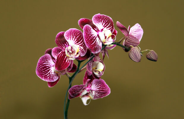 Mt. Baker Orchid Society Annual Show & Sale