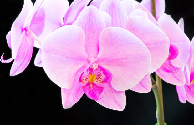 Mt. Baker Orchid Society Annual Show & Sale