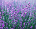 San Juan Island Lavendar Festival