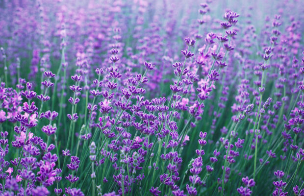 San Juan Island Lavendar Festival San Juan Island Lavendar Festival